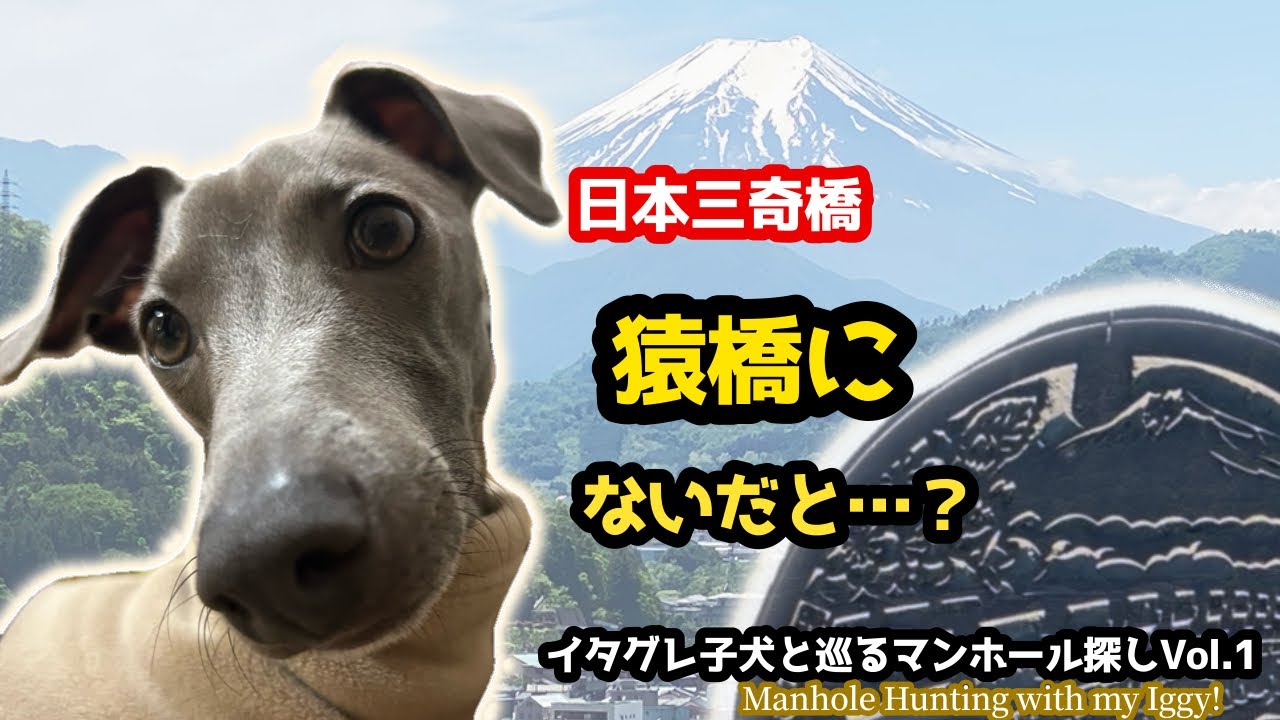 【マンホール探し】イタグレ子犬と行く！山梨・猿橋を大捜査…待っていた結末とは？