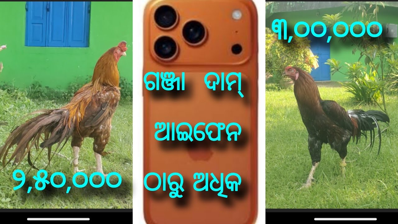 The $3000 Rooster of odisha @WildWolf-n9x2l#odisha #roosters