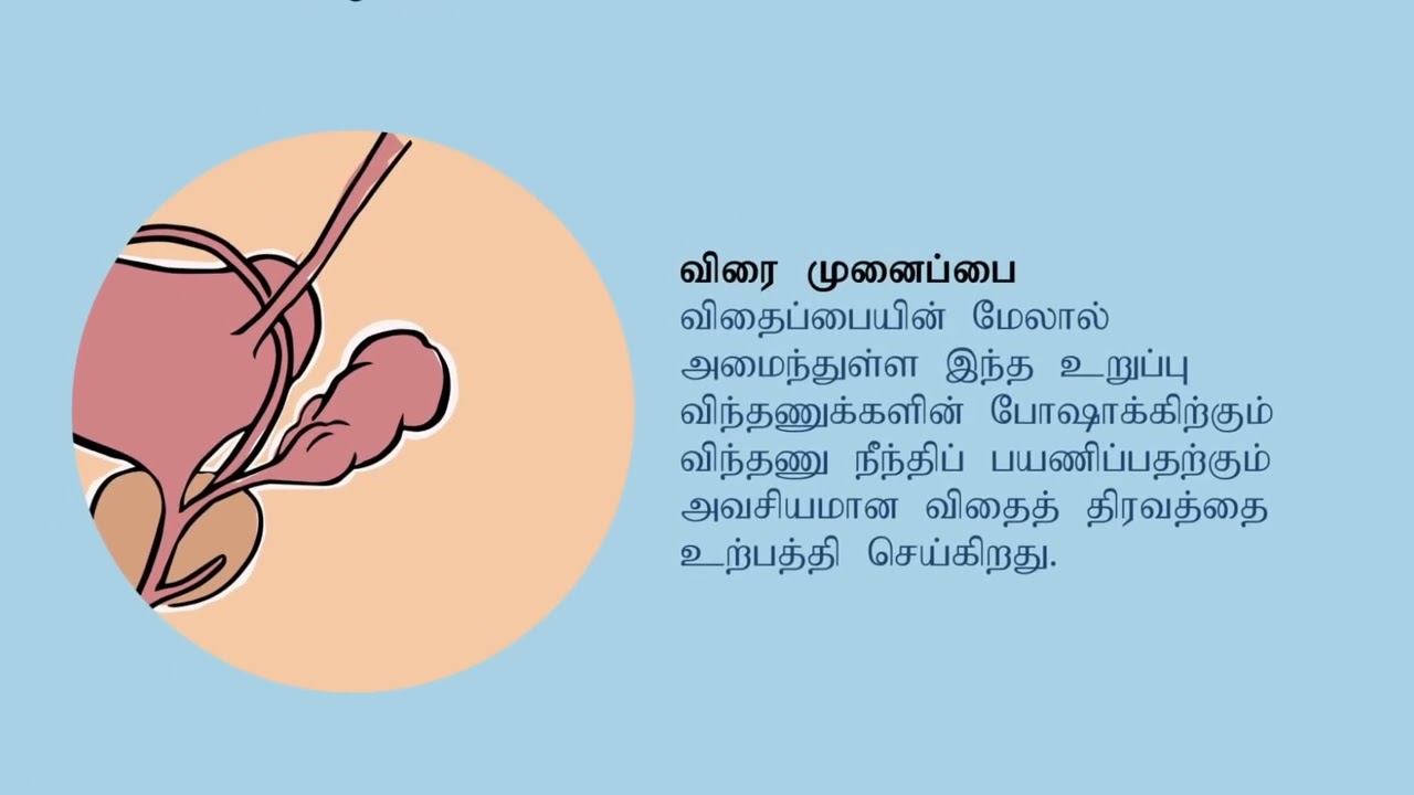 The Male Reproductive System
