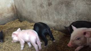 Pigs Are Awesome Compilation . My Best Friend Hank