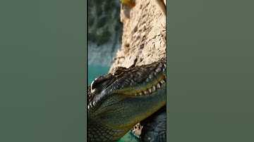 Life Leopard🙏Goat Ep598 #shortsvideo #goat #leopardadventure #viralvideo #leopard #goatclimbing 🦾🐾