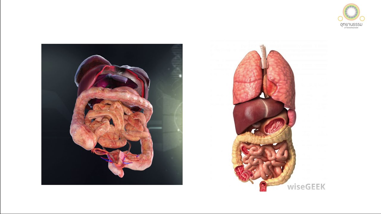 กายานุปัสสนาสติปัฏฐาน | ปฏิกูลมนสิการ | มหาสติปัฏฐานสูตร