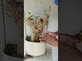 বিশাল কান্ডের পারিজাত ফুলের বনসাই।