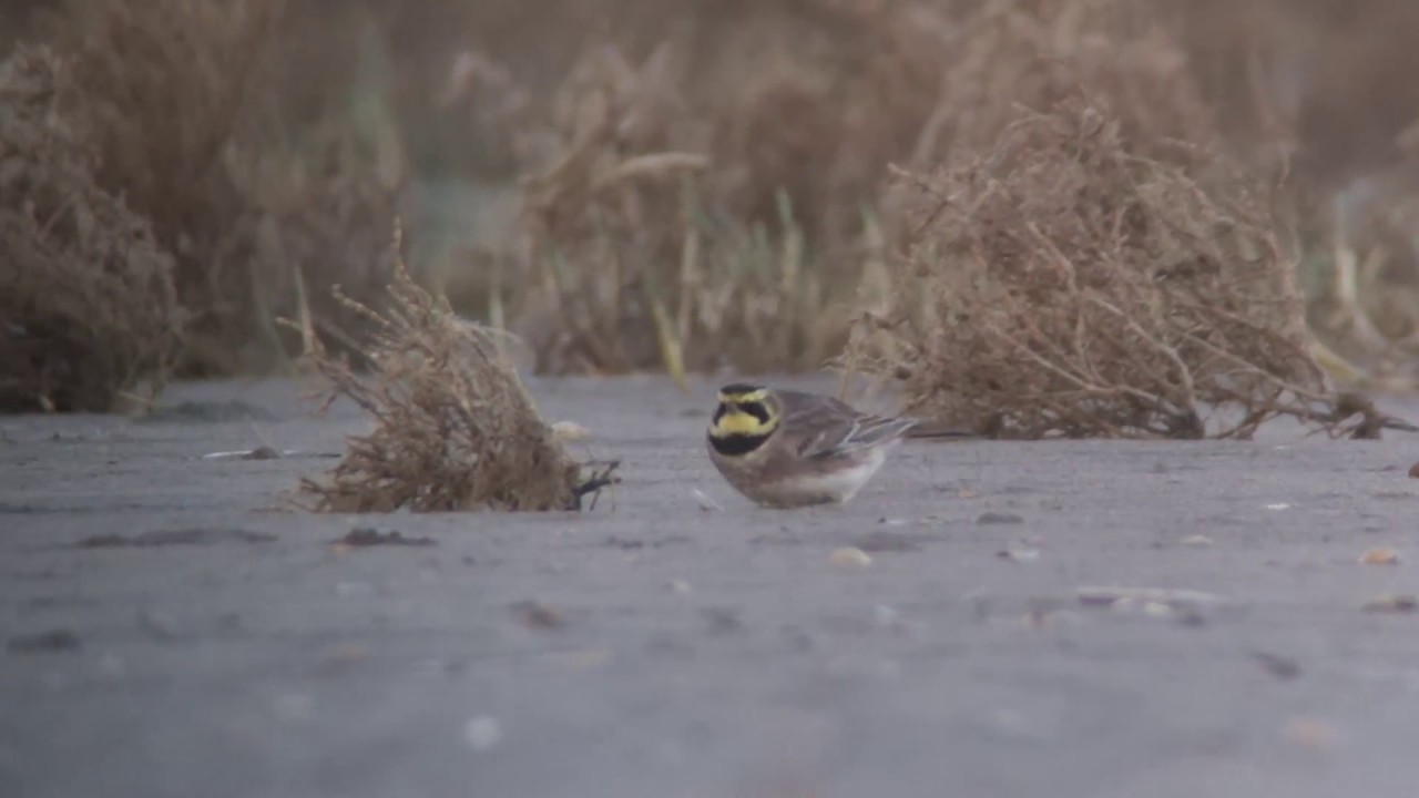 Horned Lark Strandleeuwerik Kwade Hoek The Netherlands Luuk Punt 170105
