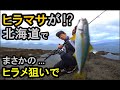 【北海道でヒラマサ】ヒラメ狙いがまさかの...