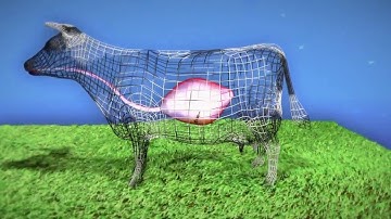 Wandering Shepherd Wireless Rumen Bolus Promotional Video