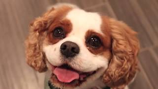 Shake it Pup's Gourmet Dog Food Seasonings! Profile