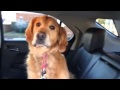 Smart Golden Retriever knows he is at the Vet