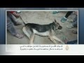 تصفية شعراوي خلال محاولة اعتقاله