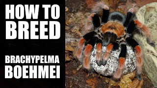 Mexican fire-leg tarantula success! by bugsnstuff 3,654 views 2 years ago 6 minutes, 9 seconds