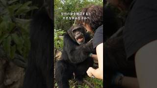 さみしかったよ！孤島に暮らすチンパンジーは嬉しさを隠しきれなかった #感動 #動物 #チンパンジー #孤島