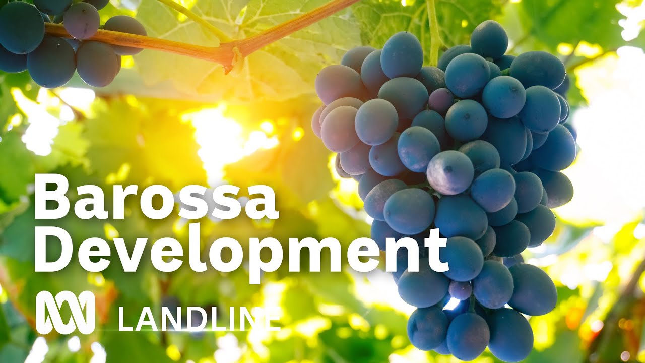 A brewing battle over beds in the Barossa | Landline | ABC Australia