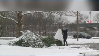 Recycling your Christmas tree