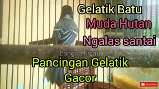 Gelatik Batu Muda Hutan Belajar bunyi !! Gelatik Batu Gacor