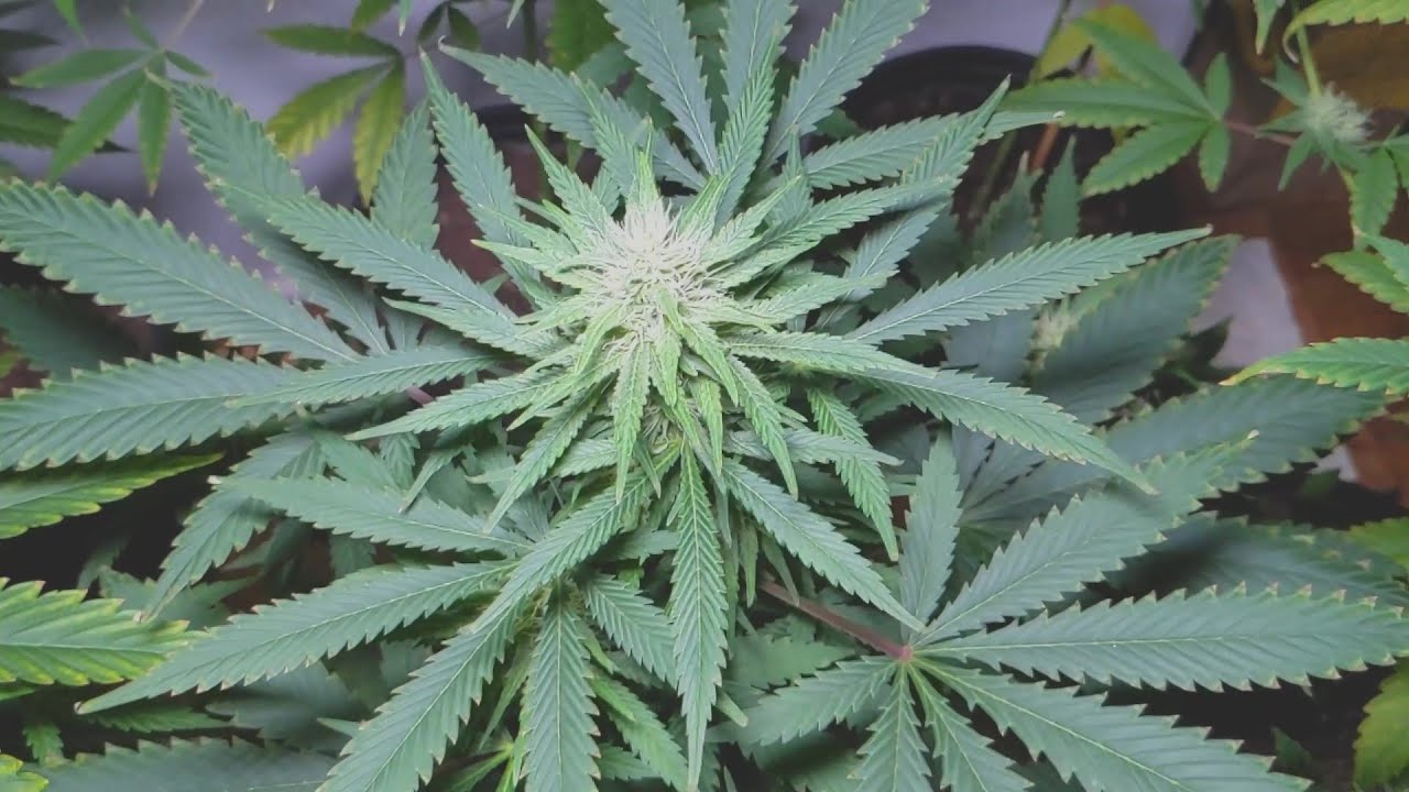 The clones have returned!  Day 28 of flower!