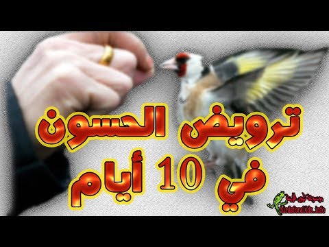 فيديو: كيفية ترويض أرنب بري: 12 خطوة (بالصور)