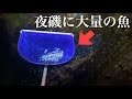 夜の潮溜まりに大量の魚が、、!【死滅回遊魚ガサガサ】