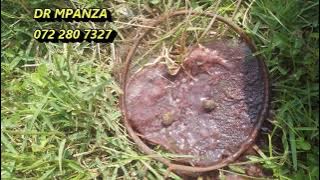 Uphalaze uphoyizeni wesilwane obekade ehlushwa isilwane.ubonga iBaba uMpampa zizwele...