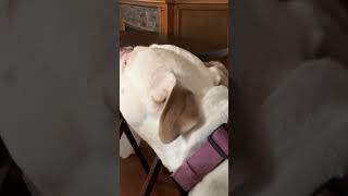 Koda singing teeth by 5 seconds of summer