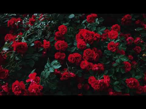 Control - Halsey (Daycore)