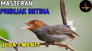 MASTERAN MURAI BATU || SUARA BURUNG PRENJAK BETINA JEDA 1-2 MENIT