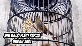 Begini Kalau Pleci Papua Sudah Ngalas // PLeci Papua Gacor