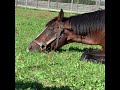 うとうとアドマイヤマックス