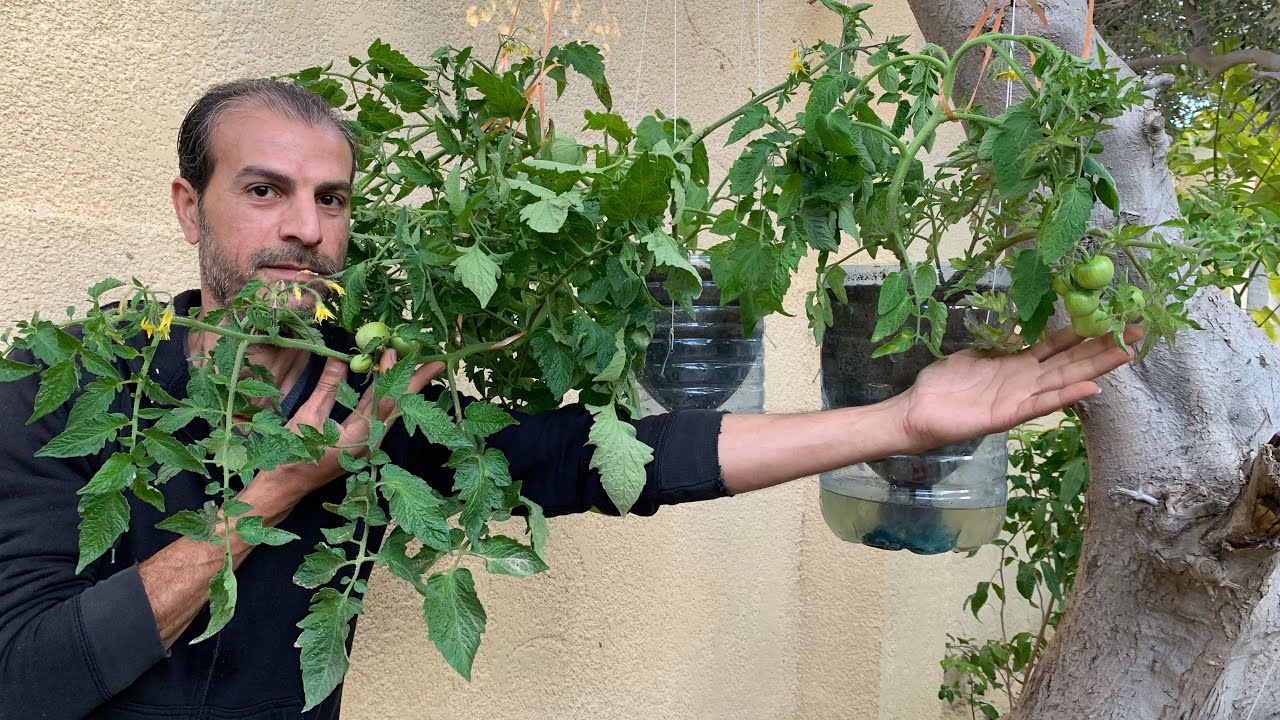 ازرع طماطم🍅🪴بدون حديقة أو سطح أو بلكونة وبدون آي عناية✋فقط زجاجات بلاستيك🫙شاهد الطريقة🌿