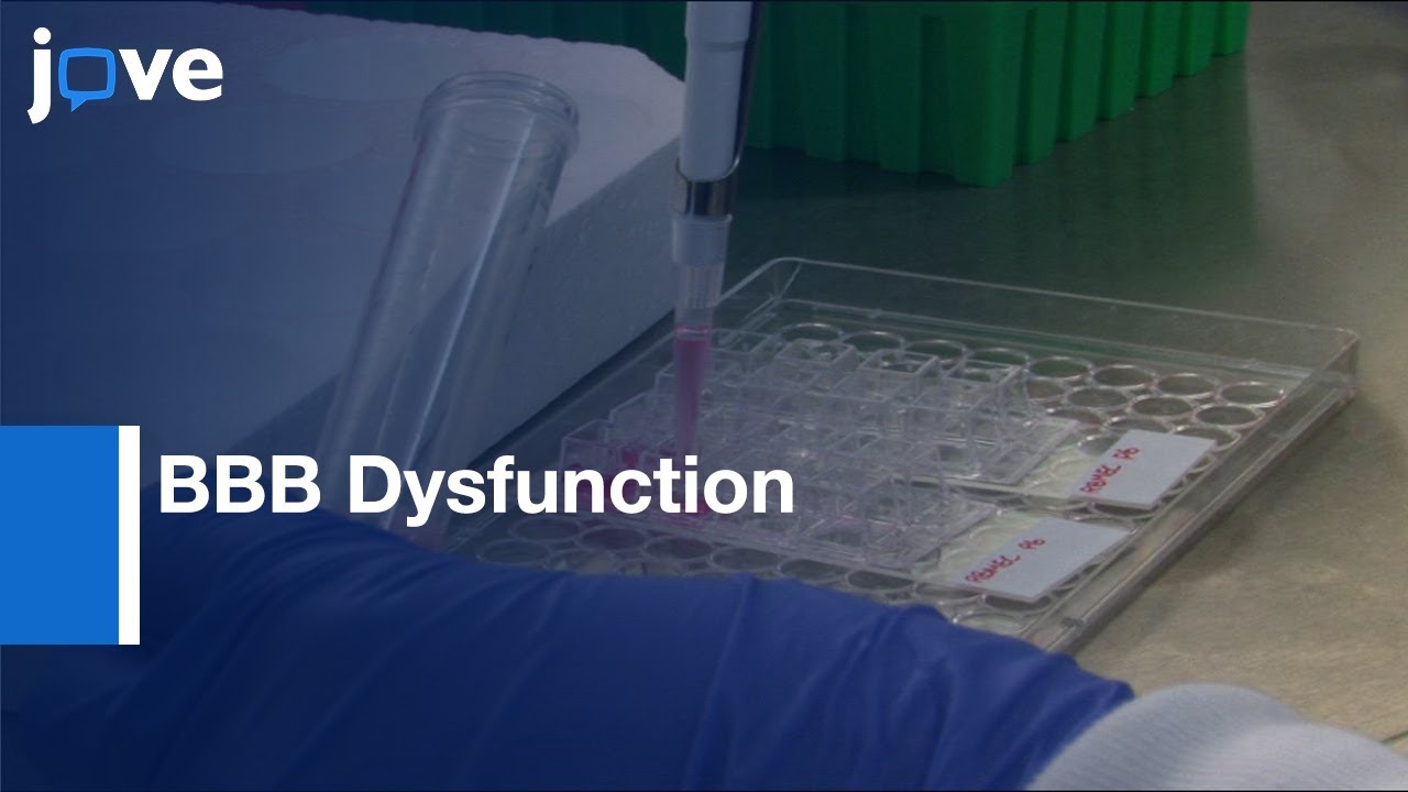 BBB Dysfunction Study by Ischemia-Reperfusion Injury Model | Protocol Preview