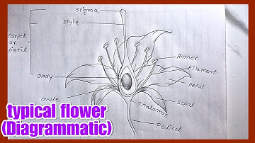 longitudinal section of typical flower // how to Draw // Labelled Diagram