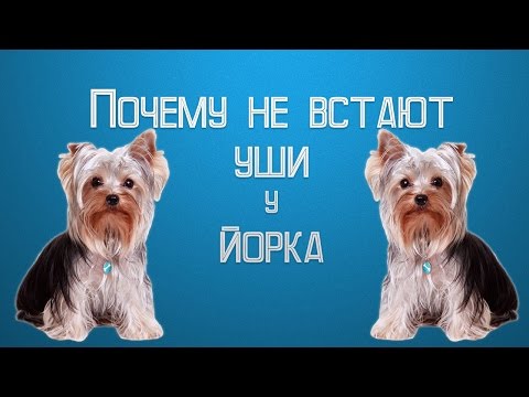 Не встают уши у йорка | Когда у йорка встают уши. Не встают уши у йорка | Когда у йорка встают уши.