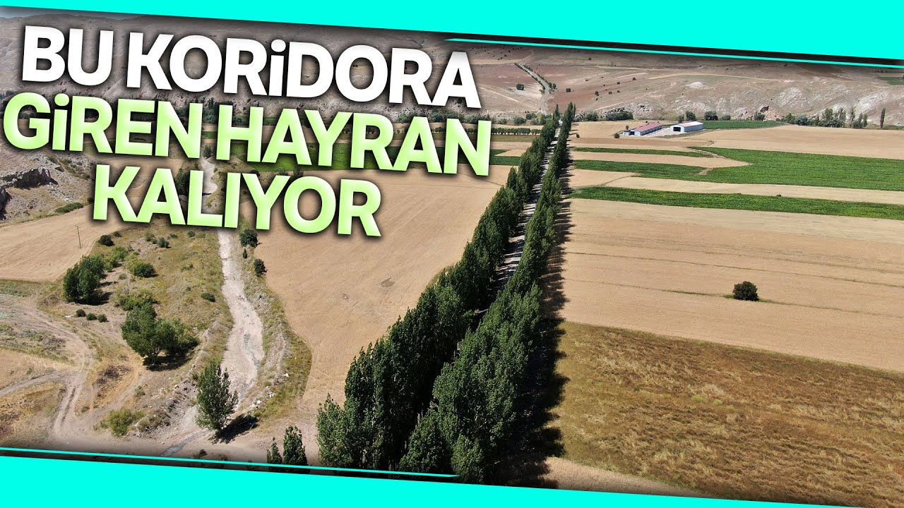 Nasır Köyündeki Ağaç Koridoru Görenleri Mest Ediyor