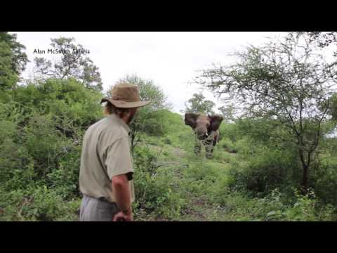 Seminal elephant interaction with Alan McSmith