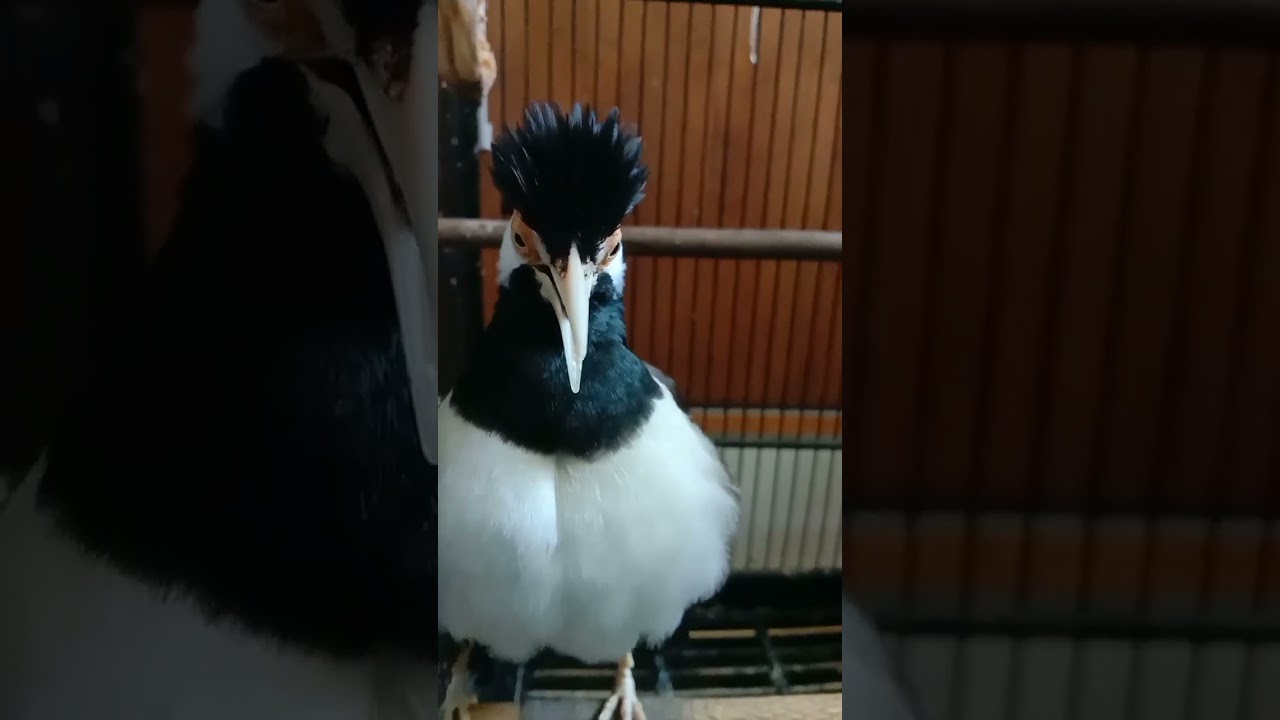 Begitu dengar langsung nyaut