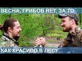 ВЕСНА, ГРИБОВ НЕТ, ЗА ТО, КАК КРАСИВО В ЛЕСУ