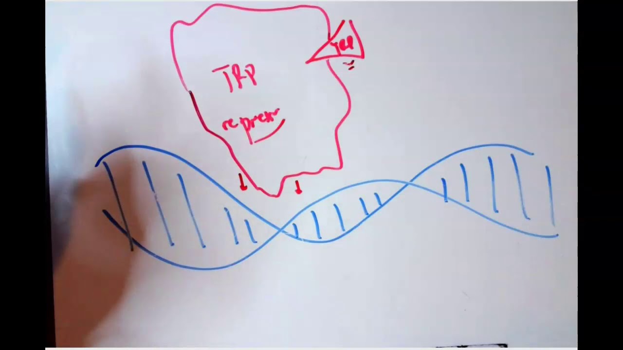 DNA Binding with Specificity, Coordinated Regulation Combinatorial Control & RNA Interference (RNAi)