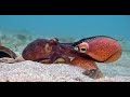 Robotic Spy Octopus Lends a Helping Tentacle