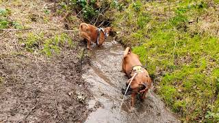 Sunday hike with the boxer dogs - #Spoonface by Layla the Boxer Dog 3,731 views 3 years ago 2 minutes, 55 seconds