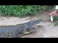 Feeding Fidel - The Friendly Crocodile