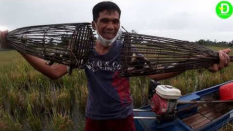 453  Đặc Xà Di Đầu Mùa Nước Lên - Cá Rô Chiên Xù | Đất Phương Nam