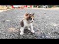 Newborn kitten is living his last moments on the street, no one comes to help, hungry and scared