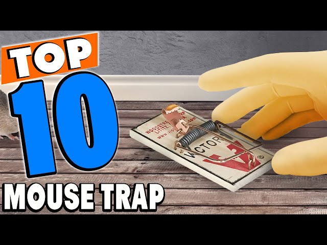 The 5 Best Mousetraps of 2024