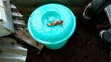 How to move bees from traditional hive to Modern hive successfuly