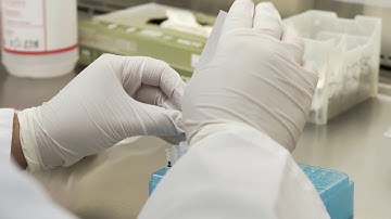 Testing for HLB Using PCR Technology – CDFA Lab Inside Look