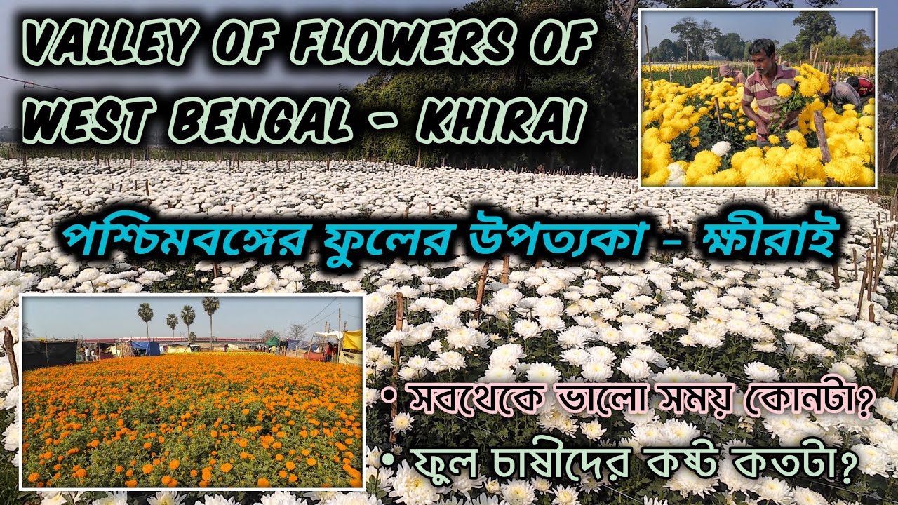 পশ্চিমবঙ্গের ফুলের উপত্যকা - ক্ষীরাই / Valley of Flowers of West Bengal - Khirai