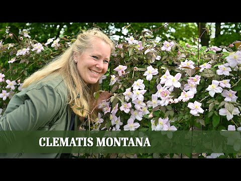 Video: Weiße Clematis (36 Fotos): Beschreibung Von Busch- Und Großblumigen Sorten, Namen Von Kleinblumigen Und Frottee-Clematis