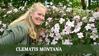 Clematis Montana - Alles über Sorten, Pflanzung und Rückschnitt