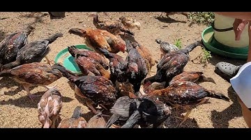 UPDATE 38K ME NYUAM QAIB EJ 6/27/2022