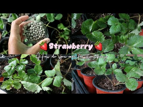 วีดีโอ: ปุ๋ยสำหรับสตรอเบอร์รี่ - วิธีการใส่ปุ๋ยพืชสตรอเบอร์รี่