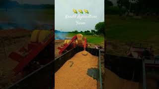 Makka grow to crop, Makka ki fashal #maizefarming #cornfarming #trendingshorts #agriculture #gujjar